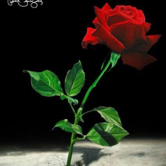tsibley28